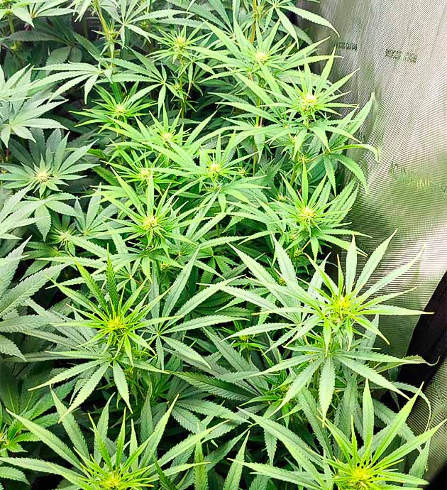 Начало цветения Куст Godzilla Original Glue GG#4 на стадии цветения