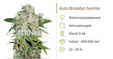 Сорт марихуаны Auto Brooklyn Sunrise Auto Brooklyn Sunrise от Dutch Passion