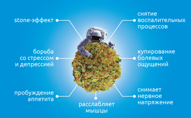 Индика и ее эффект Индика: вид марихуаны и его действие