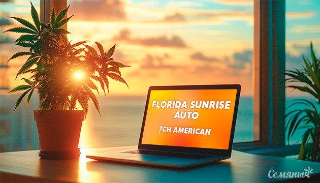 Выращивание сорта конопли Florida Sunrise Auto Гроурепорт Florida Sunrise Auto от 7CH American