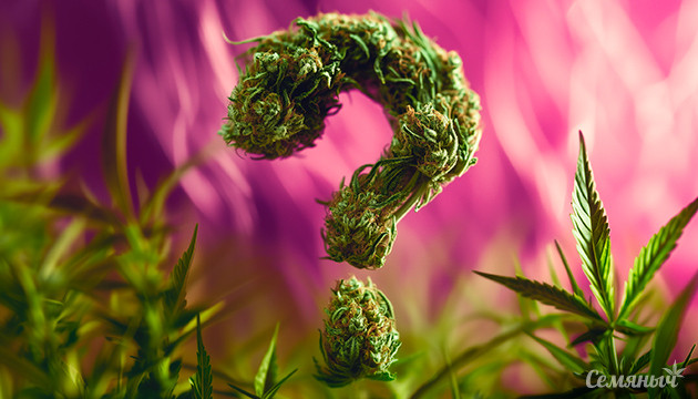 Тест по забавным фактам о каннабисе Тест по забавным фактам о каннабисе