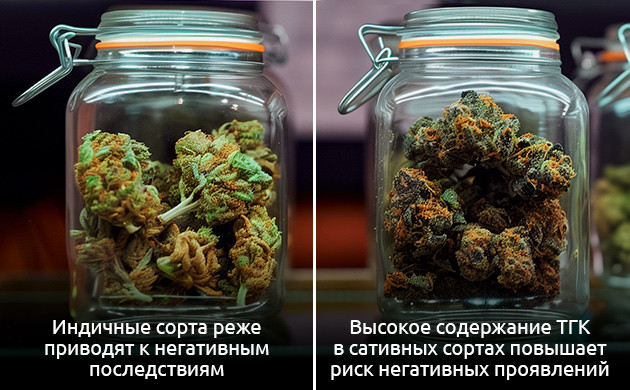 Выбор сорта каннабиса: как избежать побочных эффектов