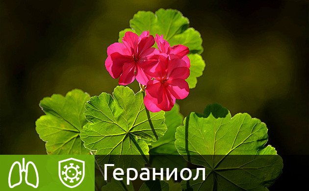 Гераниол в конопле Терпен гераниол