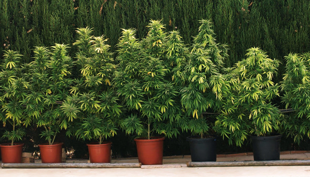 Выращивание марихуаны в аутдоре в горшках Горшки для аута