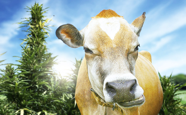 Защита от вредителей и травоядных Запах конопли отпугивает травоядных животных