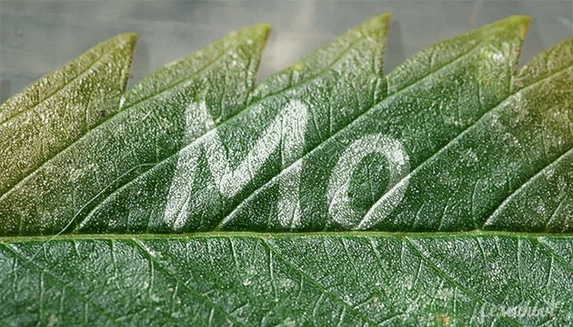 Нехватка молибдена у каннабиса Дефицит молибдена у конопли