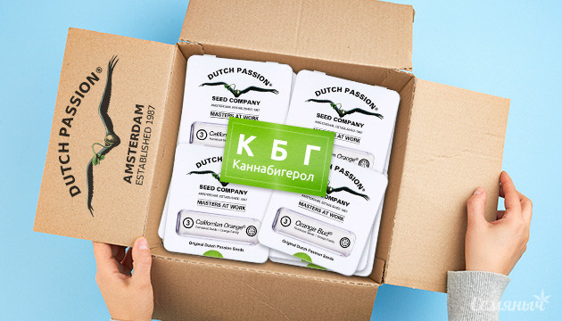 КБГ сорта конопли