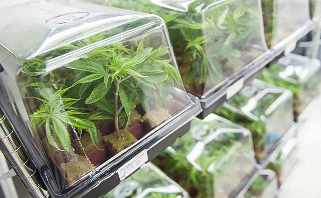 Ожидание опыления: забота о растениях Готовность к опылению: следим за растениями