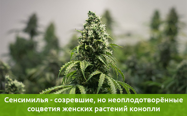 изоляции женских растений от мужской пыльцы сенсимилья - конопля без семян