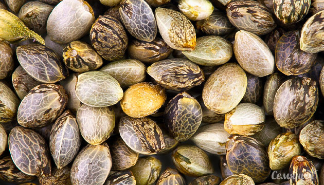 Внешний вид семян: значение и особенности Как определить качество семян конопли?