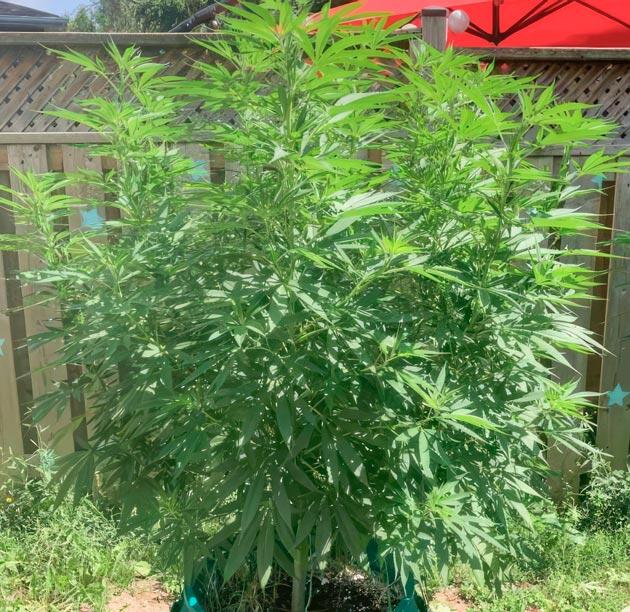 Jack Herer от Seedkeepers