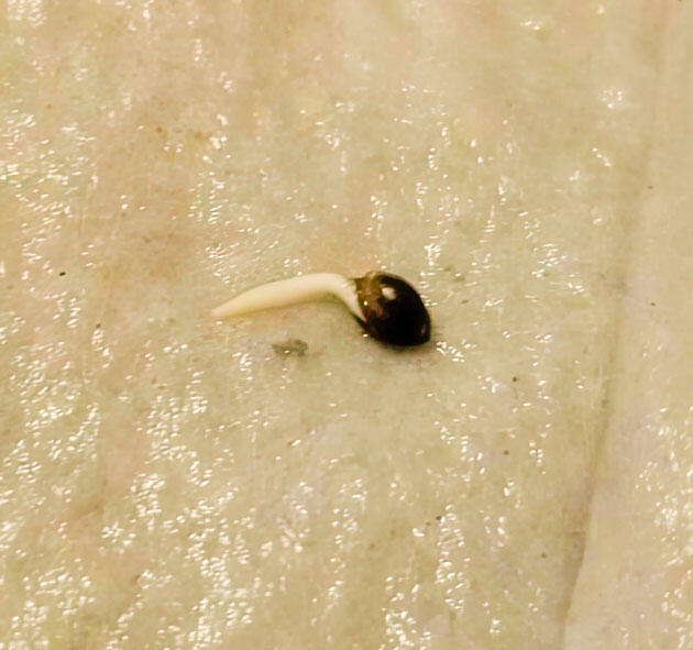 Проращивание марихуаны Росток сорта конопли Gorilla 4 Autoflower