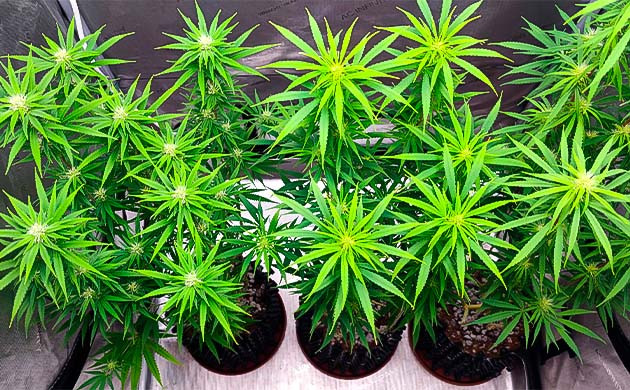 Проведение дефолиации каннабиса Куст Godzilla Original Glue GG#4 на 14-15 неделе выращивания