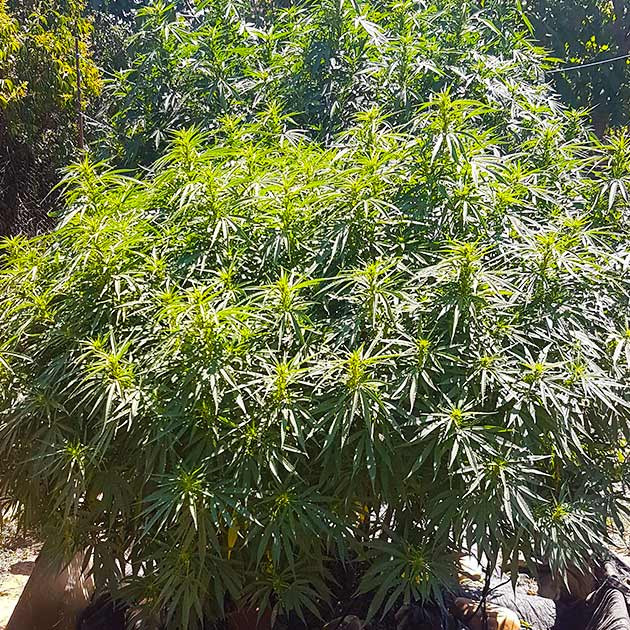 Подготовка к харвесту конопли Runtz Muffin подготовка к харвесту Runtz Muffin