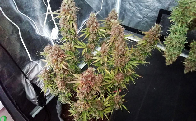 Dos-Vi-Dos Auto перед харвестом Фиолетовые соцветия конопли