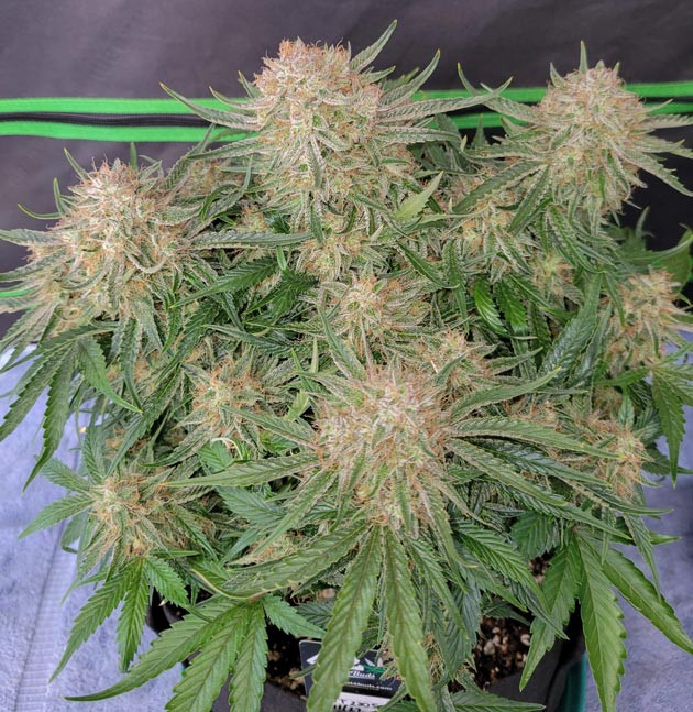 Прибавление в весе и уход за бутонами Ztrawberriez Auto Цветение куста Ztrawberriez Auto