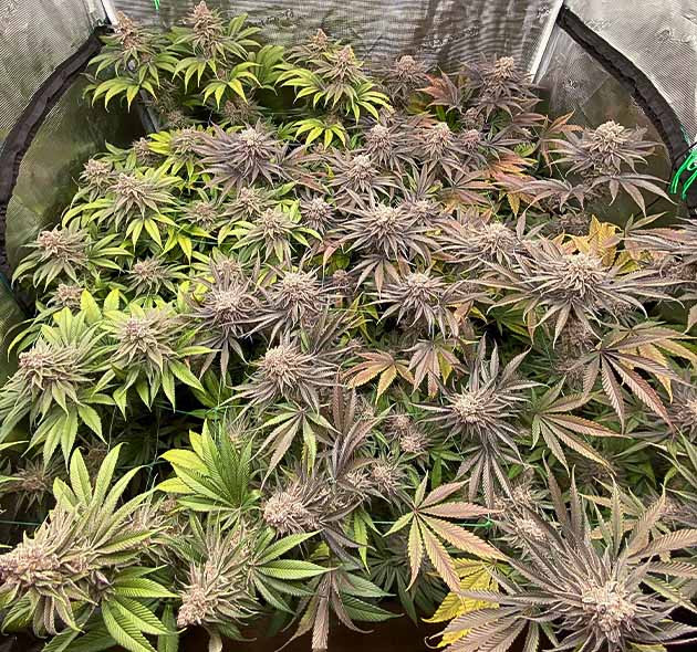 Предхарвест King's Juice Световая депривация сорта King's Juice от GHS