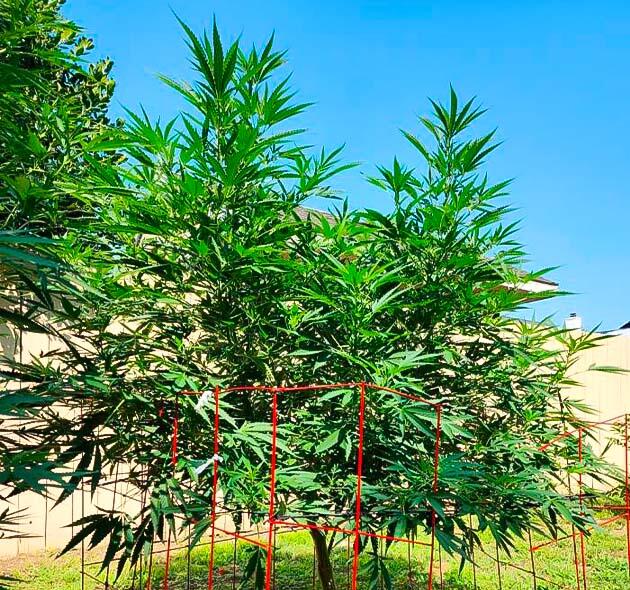 Активный рост и развитие GG4 Sherbet FF Конопля на этапе активного роста в августе