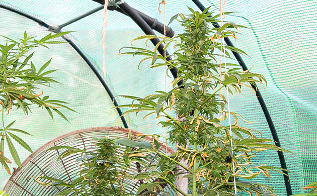 Цветение на 17 неделе Формирование крупных шишек