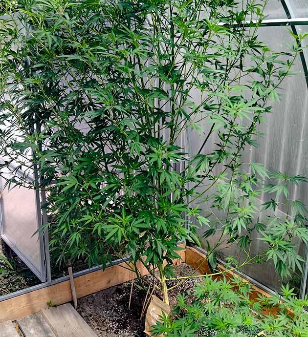 Рост каннабиса под контролем при ограниченном пространстве теплицы Каннабис готовится к световому циклу 12/12
