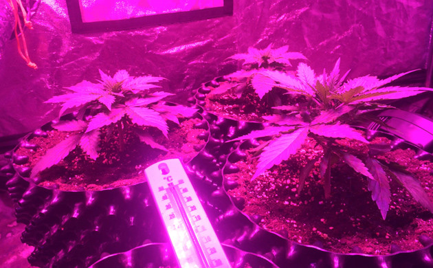 Применение удобрений для марихуаны Voodoo Juice и Sensi Grow Вегетация Auto White Widow fem