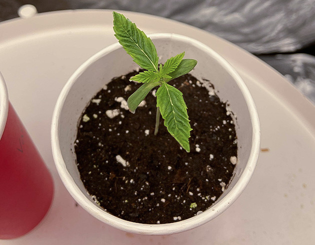 Первая неделя роста Vanilla Frosting Борьба с экстремальными температурами Vanilla Frosting