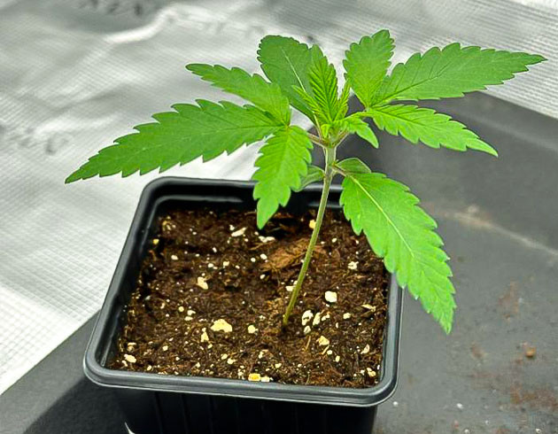 Полив очищенной водой Росток Biscotti Mintz от Barney's Farm на 1 неделе