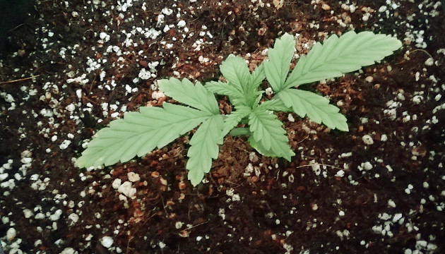 Начало стадии выращивания Вегетация сорта Т-34