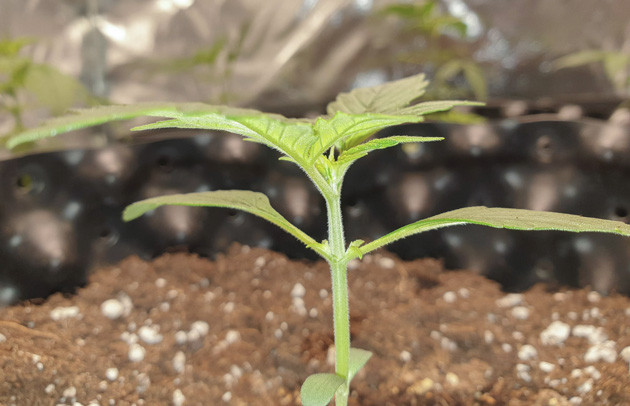 Гроурепорт сорта Wedding Cake Auto Wedding Cake Auto дневник по выращиванию