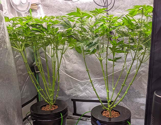 Регулировка высоты ламп Корректировка высоты кустов Blue Gelato 41