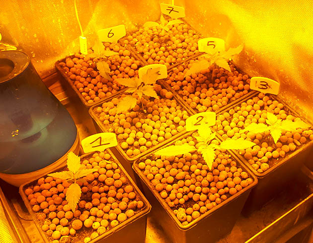 Формирование трехпалых листьев на третьей неделе выращивания Семь пронумерованных горшков в гроубоксе