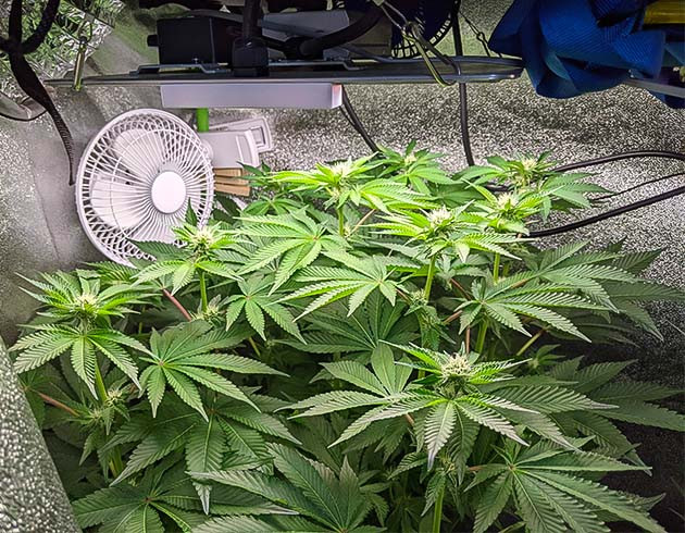 Стимуляция цветения сорта Blue Gelato 41 Перевод на цветение растения Blue Gelato 41