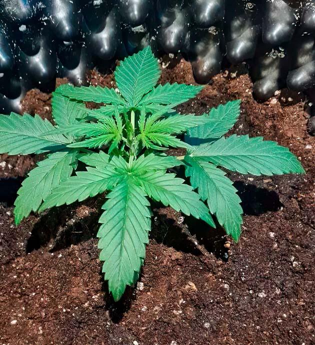 Gorilla Berry Auto переехала в новый бокс Gorilla Berry Auto после пересадки в большой двадцатилитровый горшок