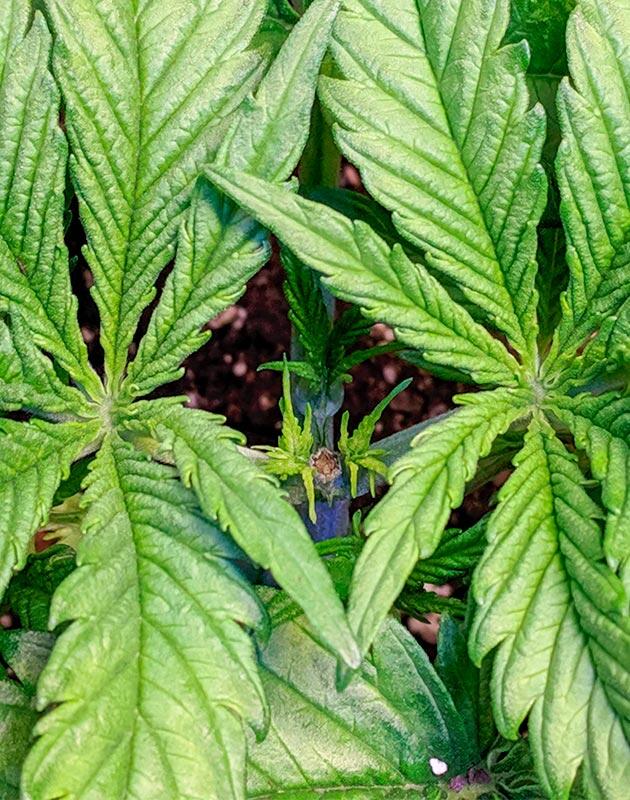 Топпинг марихуаны Каннабис на 4 неделе выращивания