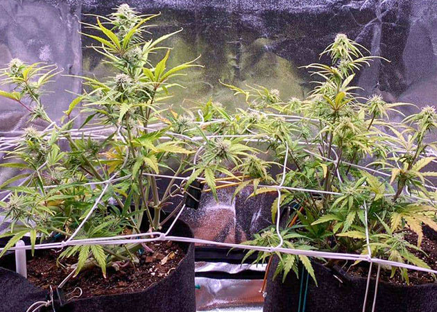 Проблемы с pH и их влияние на рост автоцветов Возвращение проблем с питанием Wedding Cake Auto