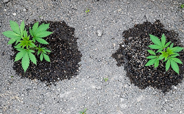 Влажность субстрата контролируется для оптимального роста каннабиса Два каннабиса растут с разной высотой — 25 и 16 см