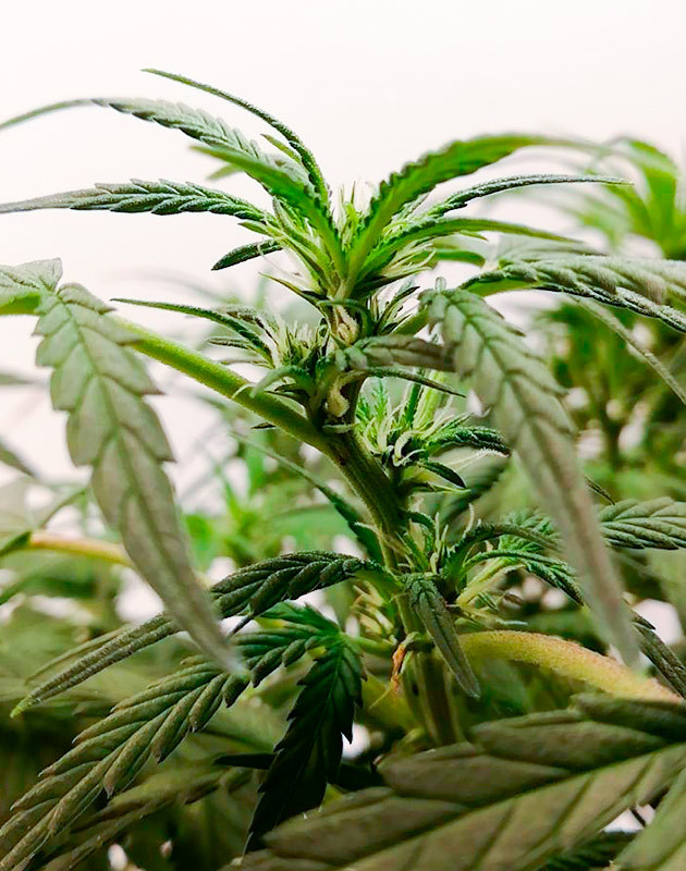 Перевод на цветение куста Alpha 21 Стимуляция цветения куста Alpha 21