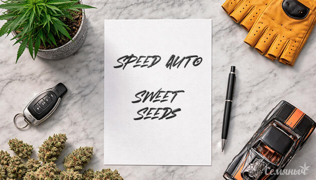 Выращивание сорта марихуаны +Speed Auto от Sweet Seeds Гроурепорт сорта +Speed Auto от Sweet Seeds