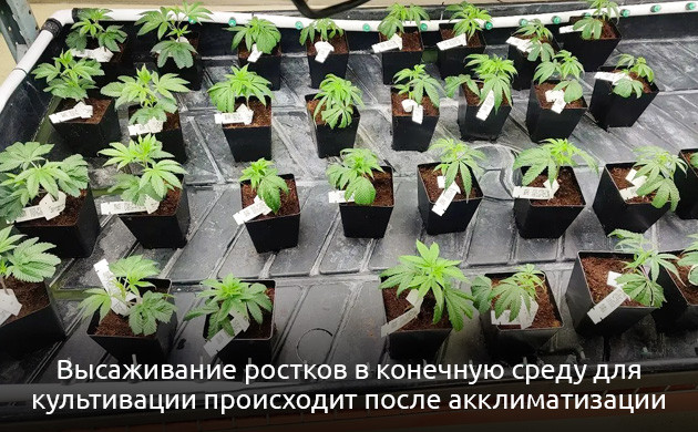 Акклиматизация – важный этап в выращивании каннабиса методом культуры тканей Процесс акклиматизации