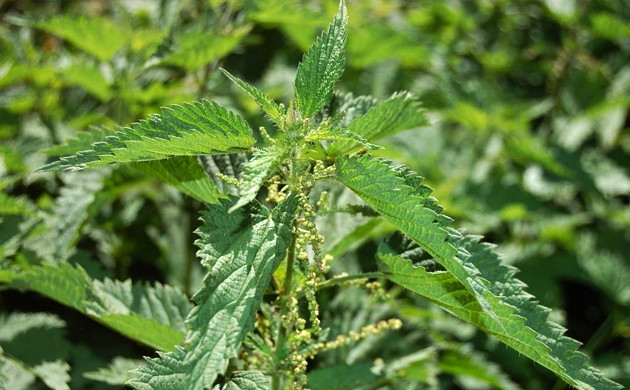 Растение крапива двудомная Крапива двудомная