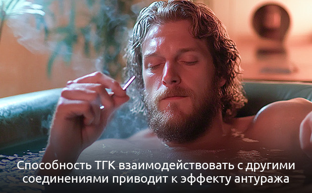 Терапевтический потенциал ТГК Эффект антуража и ТГК