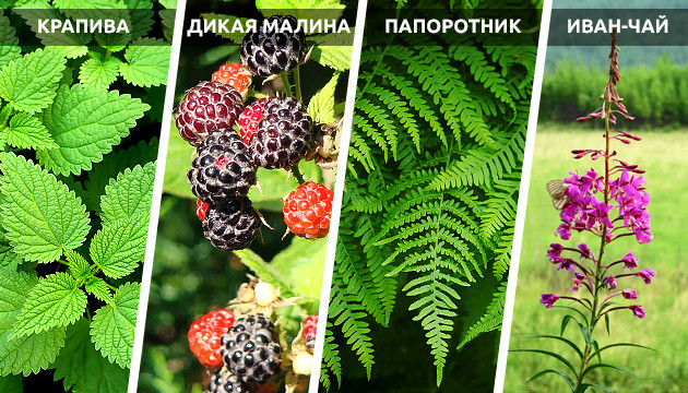 Условия посадки сразу в грунт Растения как индикаторы для места посадки конопли