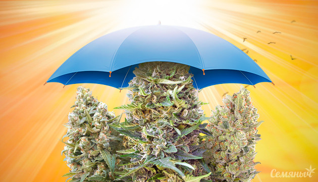 Защита марихуаны в жаркую погоду Как спасти марихуану от жары