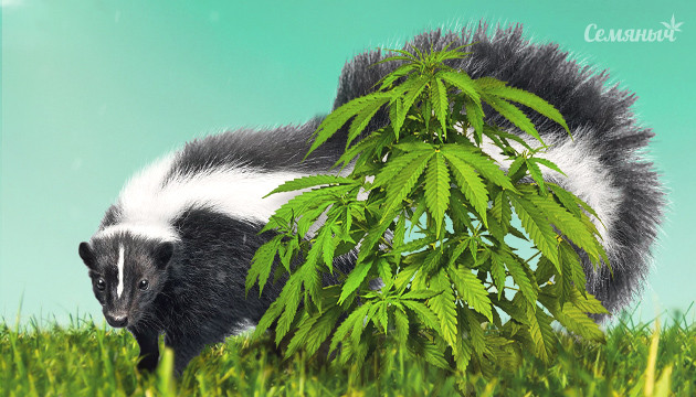 Конопля семейства Skunk Куст конопли и скунс