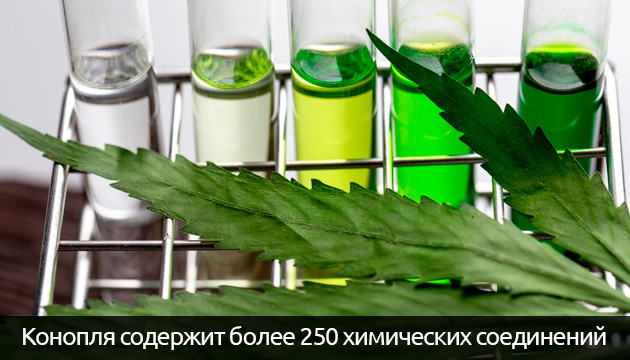 Исследования влияния конопли В конопле 250 химических соединений