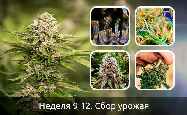 Сбор урожая автоцветущих сортов Сбор урожая автоцветов