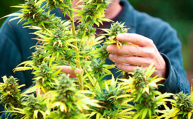 Незрелый вид конопли Незрелая конопля