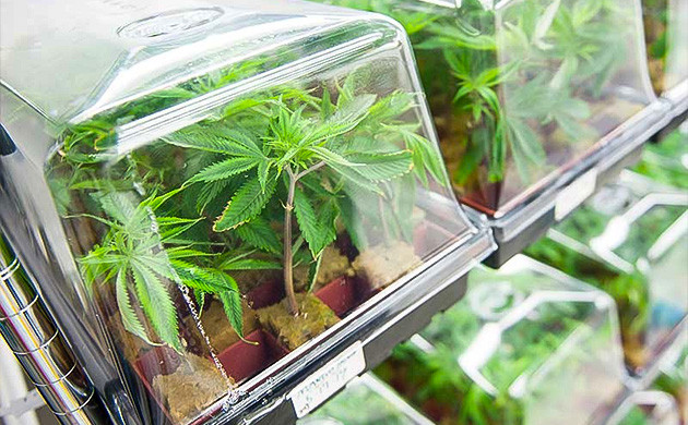 Создание стабильной среды для укоренения Идеальная среда для укоренения