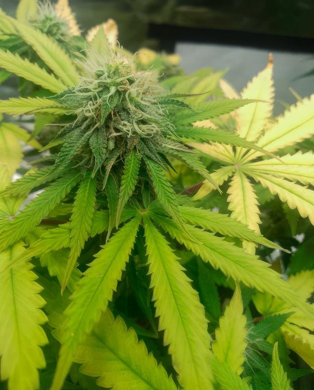 Дефицит азота у марихуаны 9 неделя роста Godzilla Cookies Auto