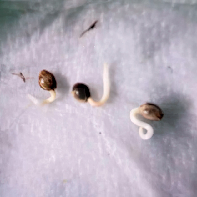 Проращивание семян Семена Hellfire OG Auto от 7CH American